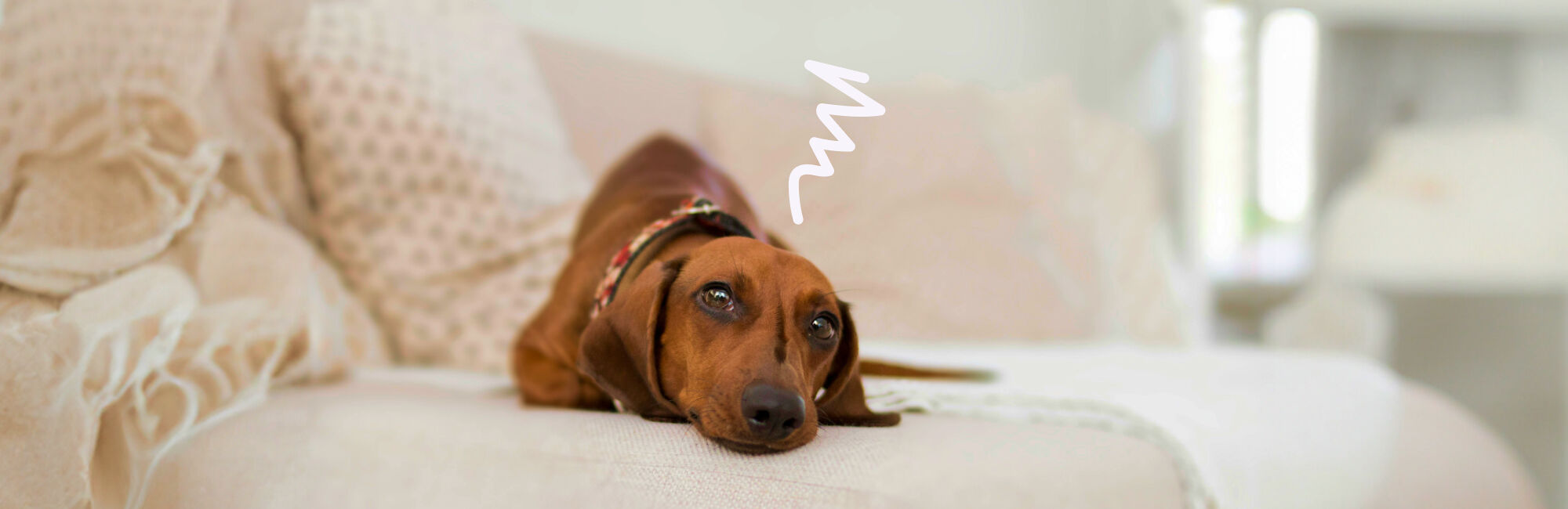 Alarmfase rood: je hond heeft chocolade gesnoept! 