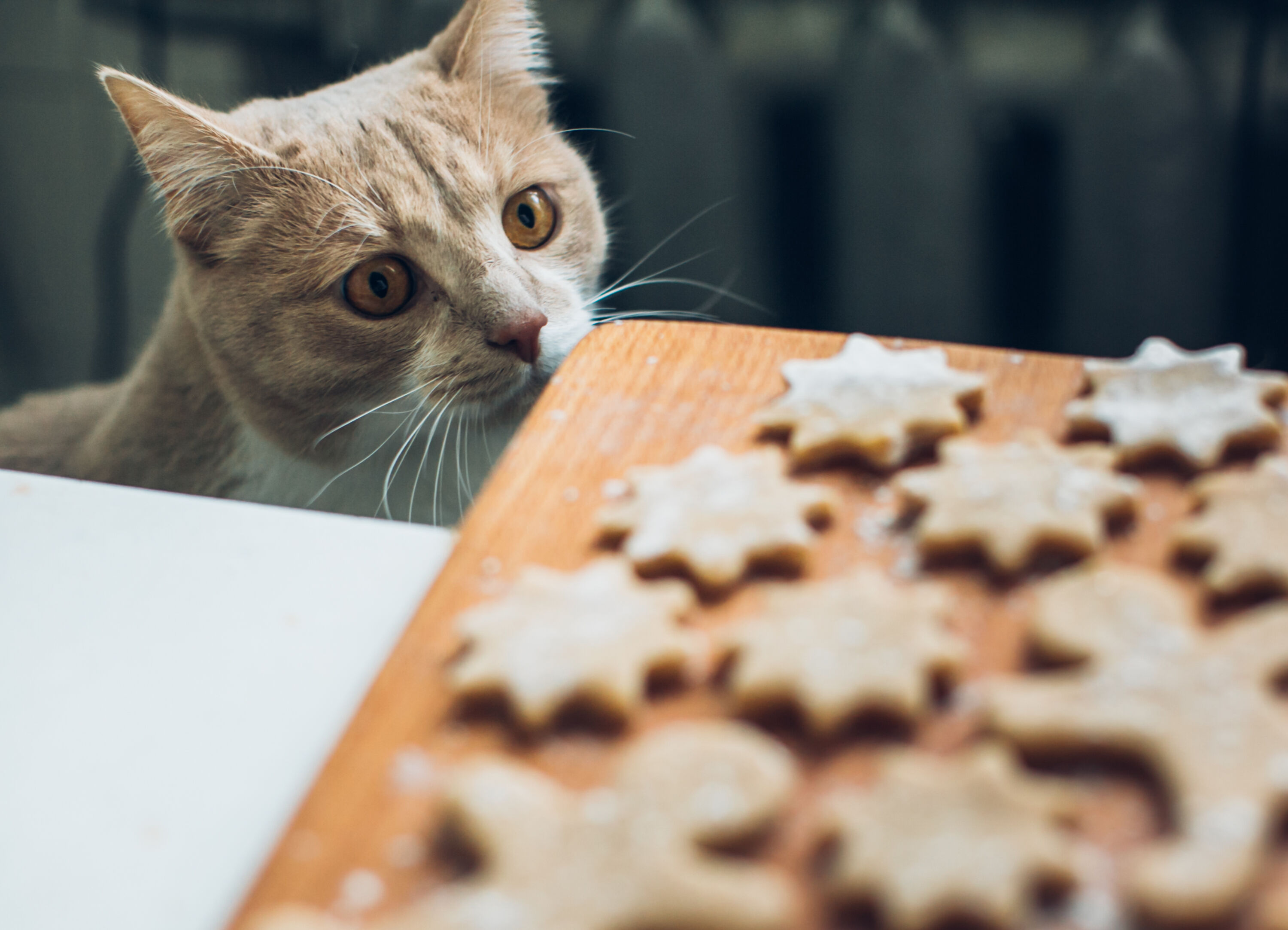 Wat mogen katten niet eten? Dé gids voor katteneigenaren