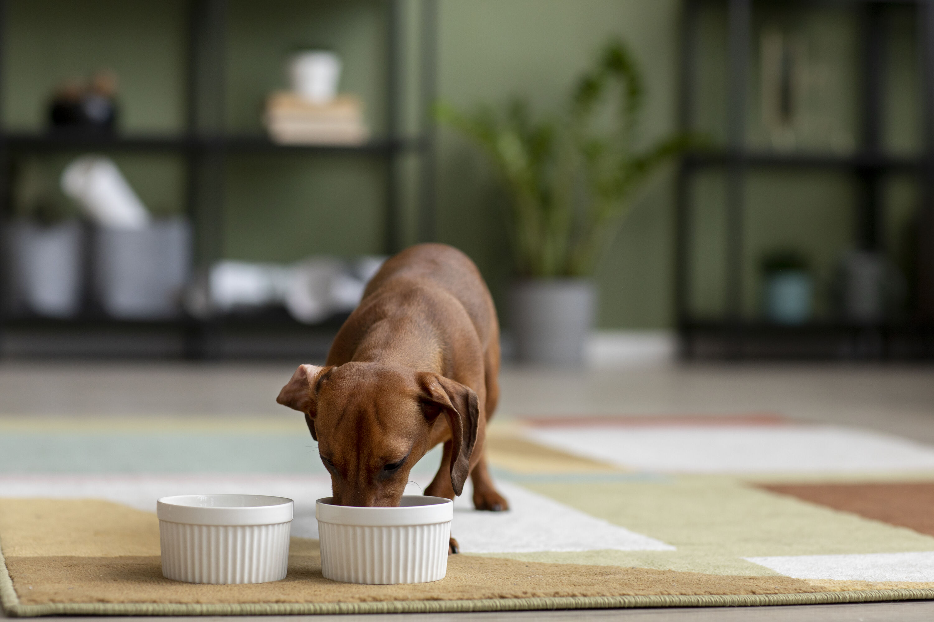 Puppy voeding: tot wanneer en hoeveel voeding geef je jouw pup?